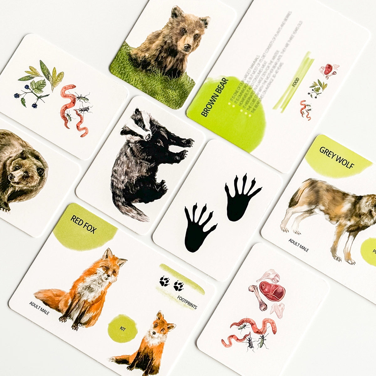 Set di Carte Educative: Animali del Bosco 